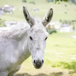 팜스테이 Untersillerhof