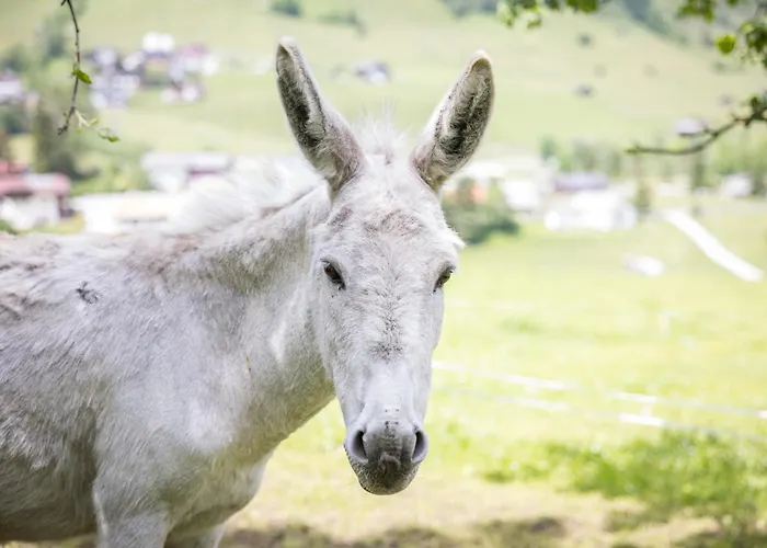 Alojamento de Turismo Rural Untersillerhof